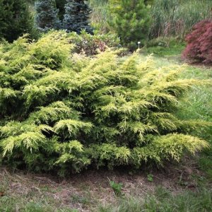 Borievka prostredná (Juniperus x media) ´SAYBROOK GOLD´ - výška 30-50cm,  kont. C2L